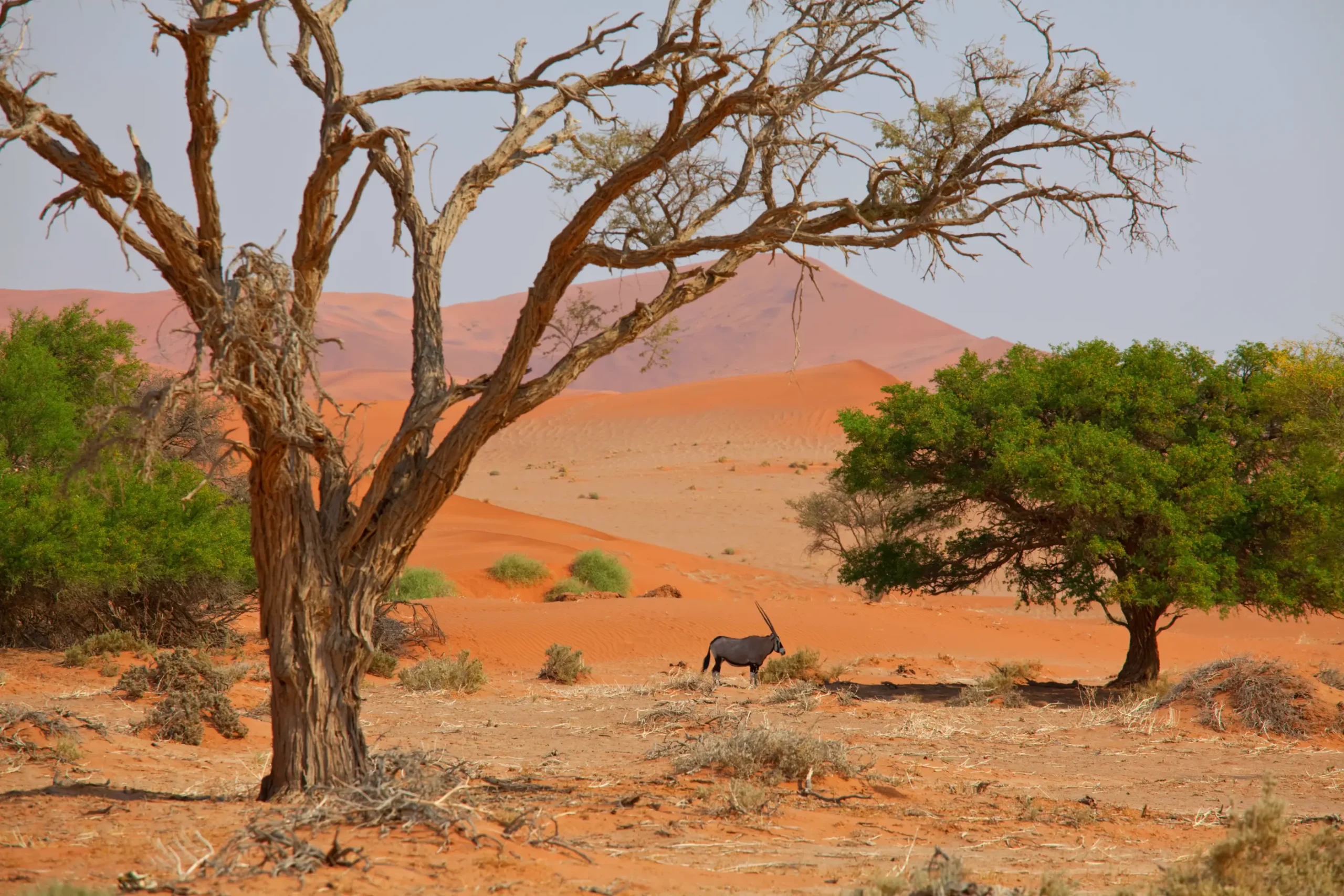 Africa